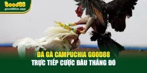Đá Gà Campuchia Good88 – Trực Tiếp Cược Đâu Thắng Đó