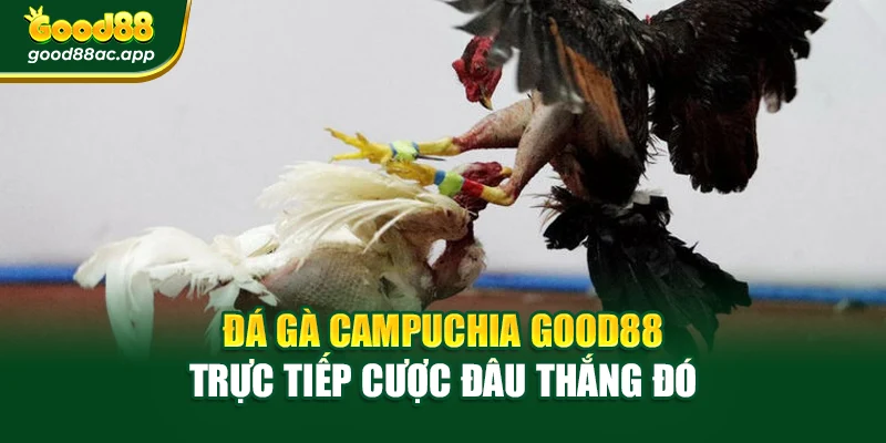 Đá Gà Campuchia Good88 – Trực Tiếp Cược Đâu Thắng Đó