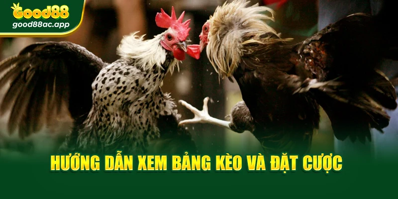 Hướng dẫn xem bảng kèo và đặt cược